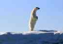 Ce dimensiune și greutate a ursului polar?