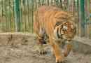 Kassandra tigress a sosit de la glendzhik pentru o întâlnire cu o logodnicie sălbatică