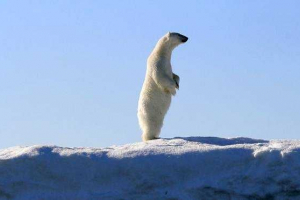 Ce dimensiune și greutate a ursului polar?