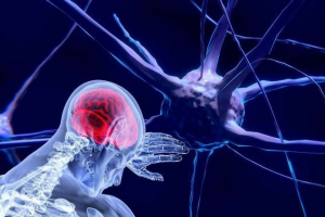 Sistemul nervos al omului - caracteristici, structuri, departamente și funcții Sistemul nervos al omului - caracteristici, structuri, departamente și funcții