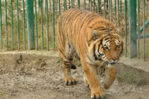 Kassandra tigress a sosit de la glendzhik pentru o întâlnire cu o logodnicie sălbatică